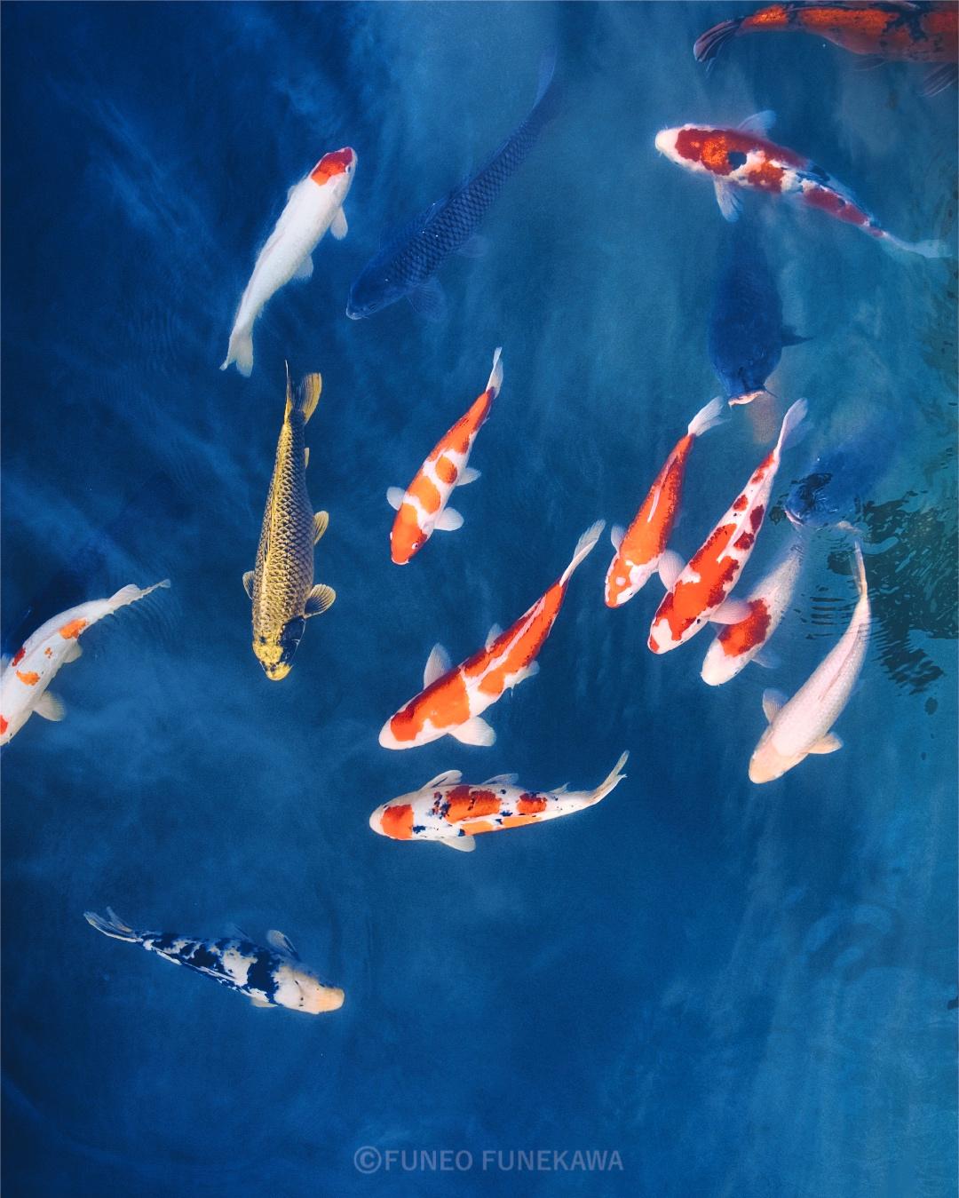 京都の公園の池の鯉