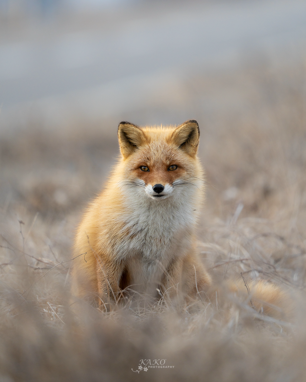 Sorry, no caption provided by author