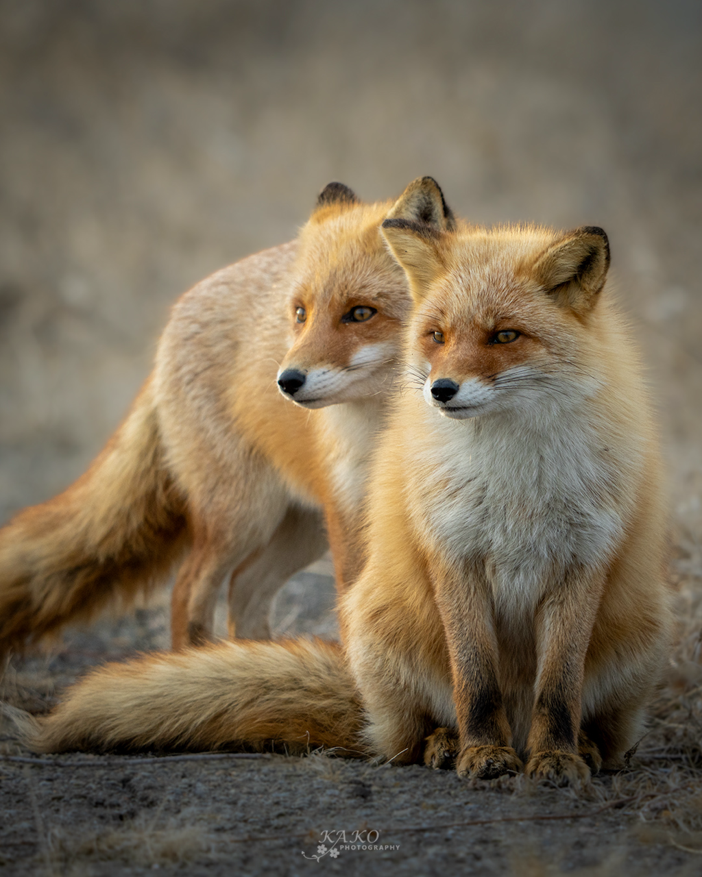 Sorry, no caption provided by author