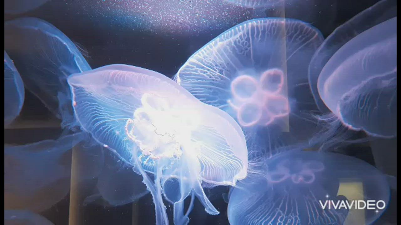 #避暑　水族館