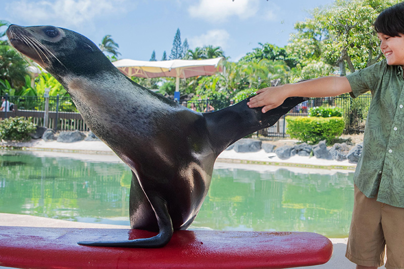 シーライフパーク   シーライオンエンカウンター