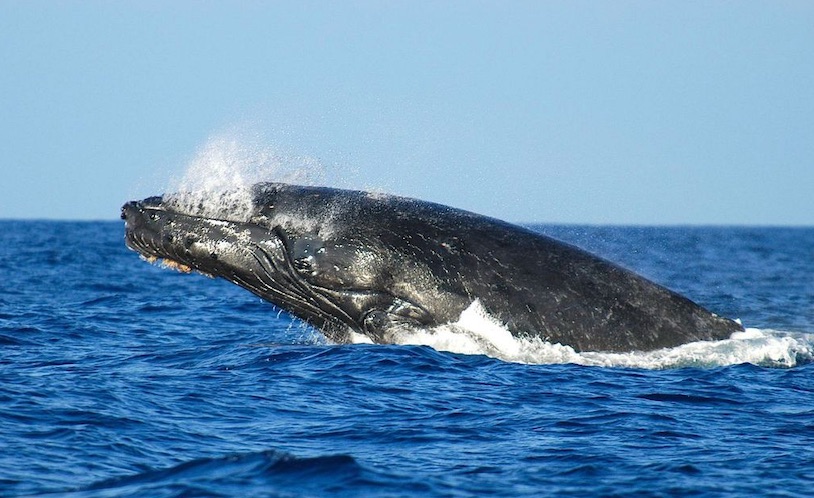 ワイキキサンセット＆ホエールウォッチングクルーズ