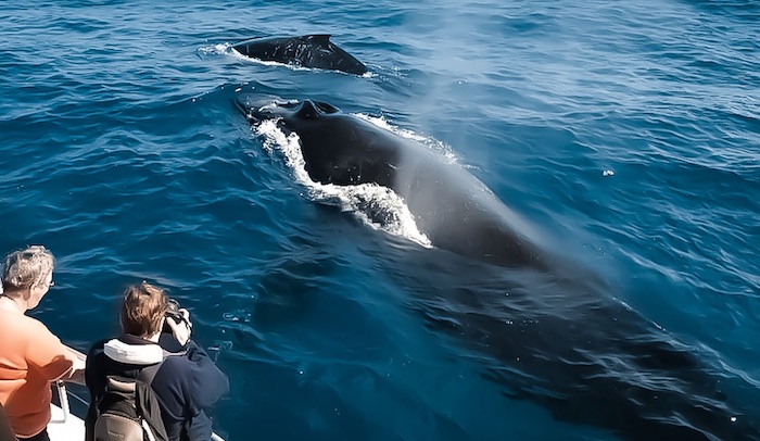 [ハワイ島コナ] ホエールウオッチングクルーズ