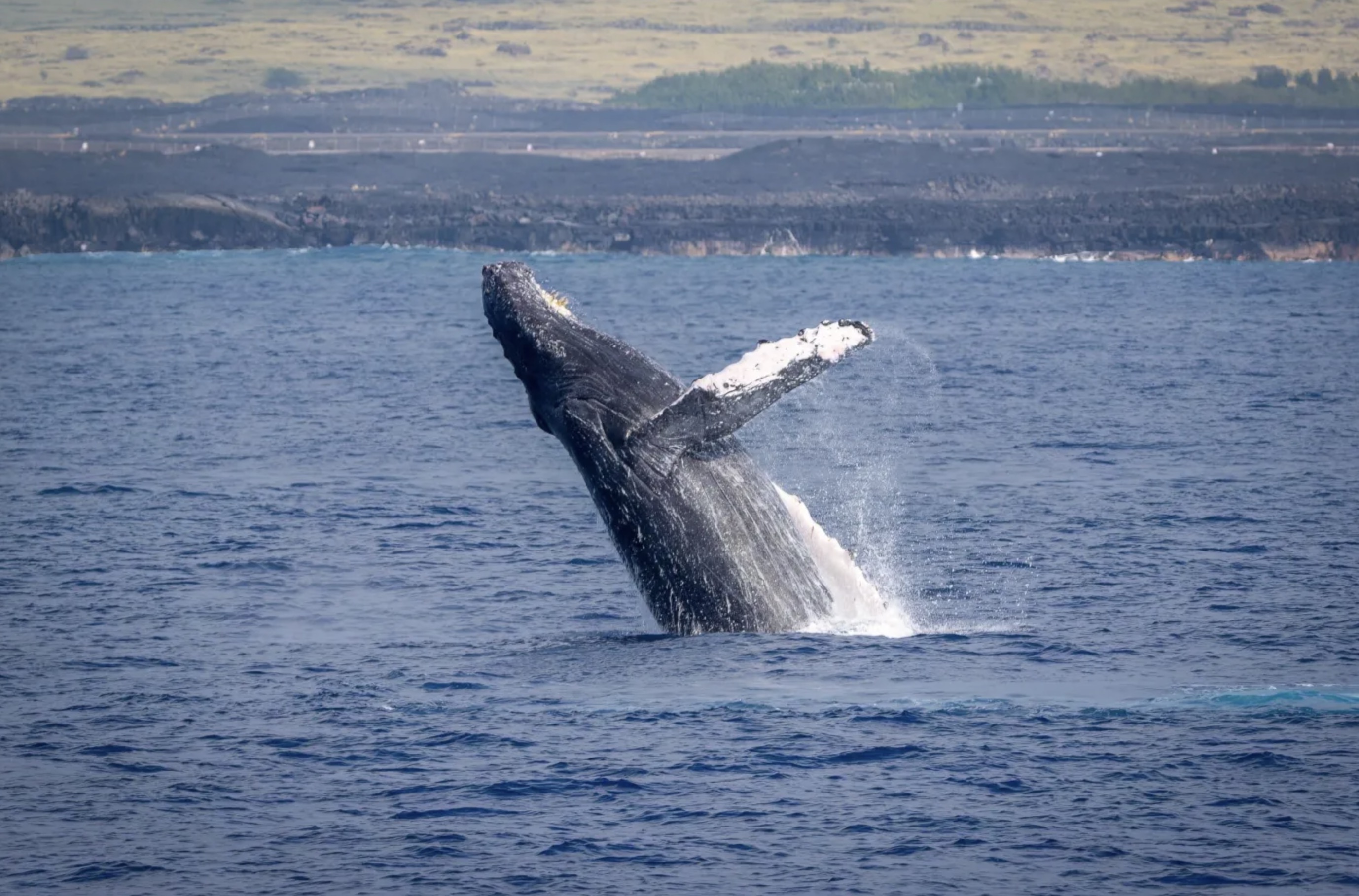 ボディーグローブ ホエールウォッチングツアー