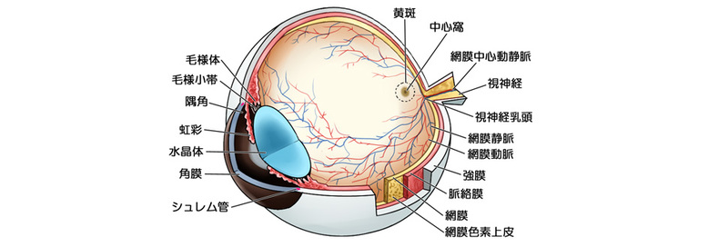 前眼部と眼底