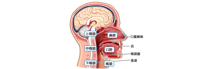 頭部縦割り画像