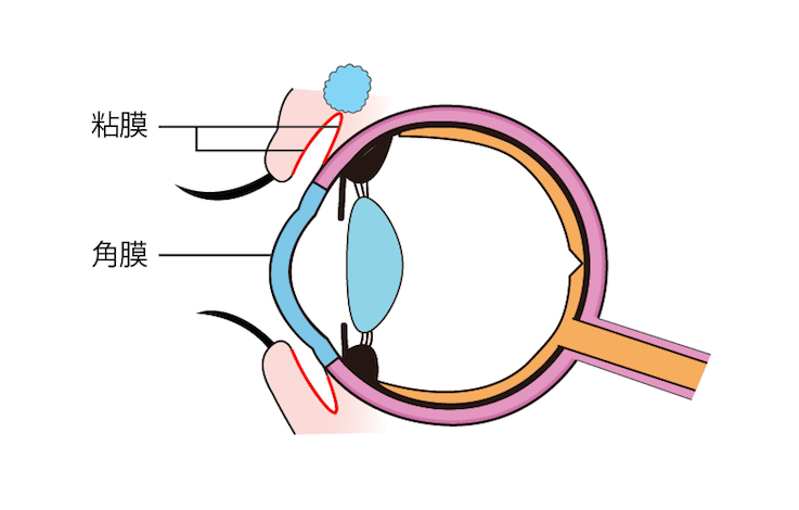粘膜と角膜