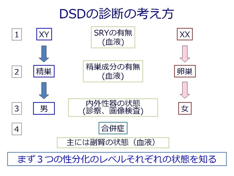 性分化疾患 Dsd の診断の進め方 メディカルノート 性分化疾患 Dsd の診断の進め方 メディカルノート