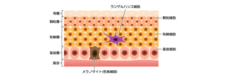 ん 写真 が 皮膚