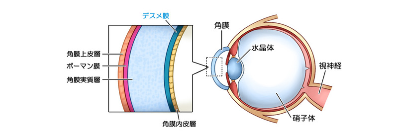 眼球の構造と角膜移植