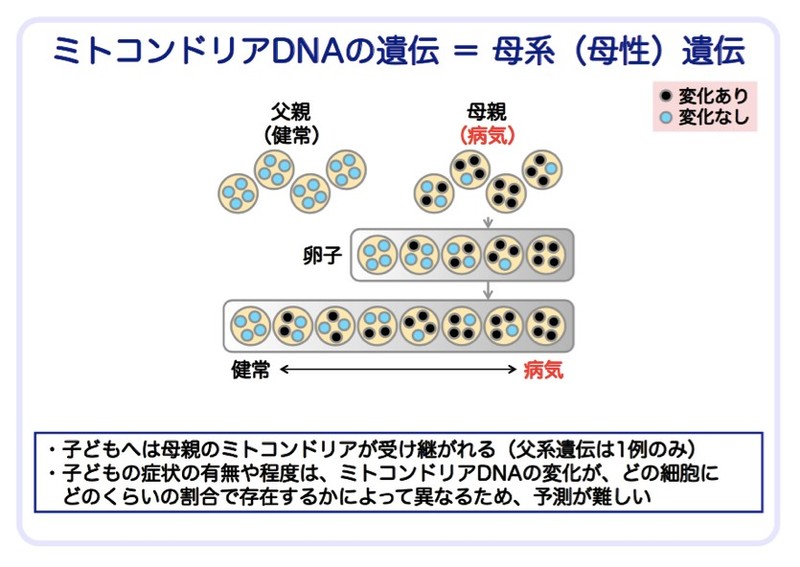 ミトコンドリア病の治療と遺伝子をめぐる最新トピックス－薬物