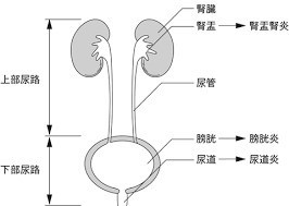 尿路の構造と血尿の原因
