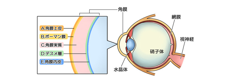 角膜の構造