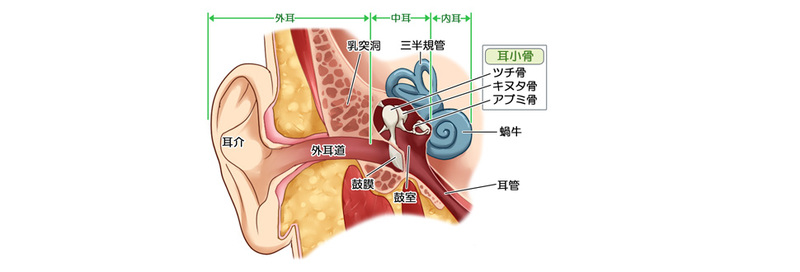 耳の構造（中耳、耳小骨について）