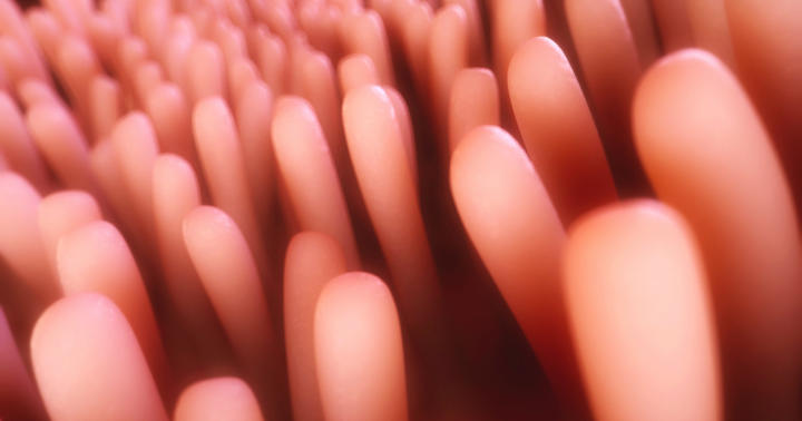 広島で発見！腸内の免疫組織の異常が、花粉症やアレルギーと一緒に起こっていたの写真