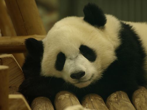 Translation missing: ja.board.image.alt.https: