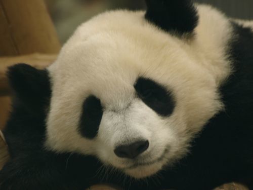 Translation missing: ja.board.image.alt.https: