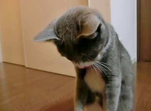 Translation missing: ja.board.image.alt.https: