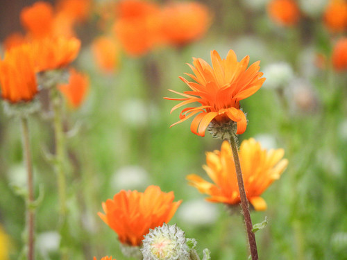 Translation missing: ja.board.image.alt.https: