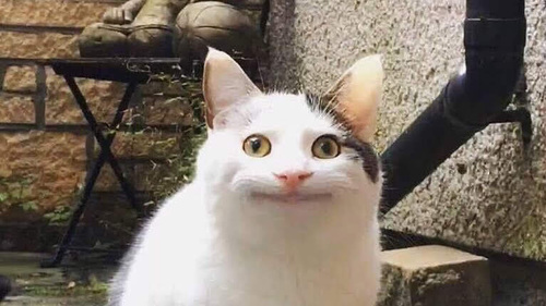 Translation missing: ja.board.image.alt.https: