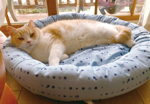 Translation missing: ja.board.image.alt.https: