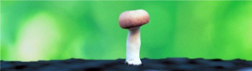 Translation missing: ja.board.image.alt.https: