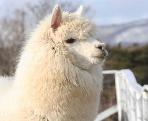 Translation missing: ja.board.image.alt.https: