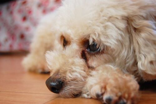 Translation missing: ja.board.image.alt.https: