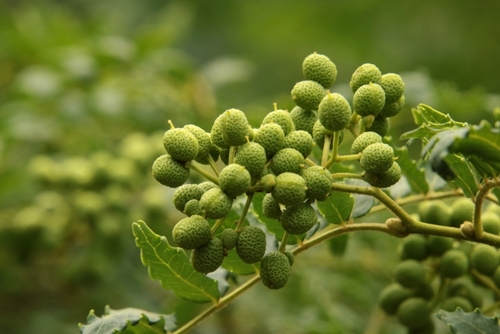 Translation missing: ja.board.image.alt.https: