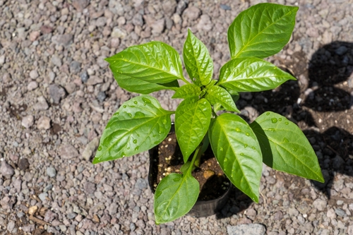 Translation missing: ja.board.image.alt.https: