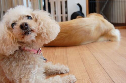 Translation missing: ja.board.image.alt.https: