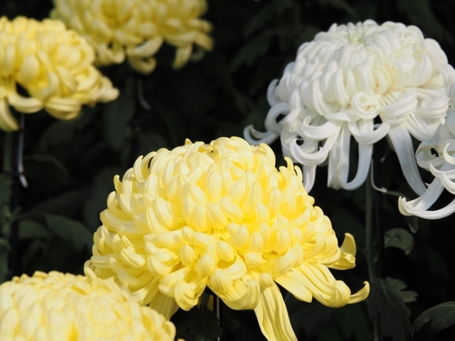 Translation missing: ja.board.image.alt.https: