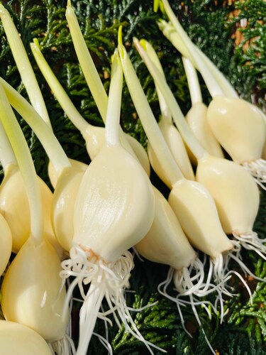 Translation missing: ja.board.image.alt.https: