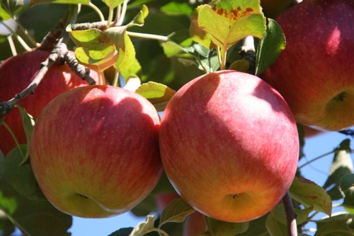 Translation missing: ja.board.image.alt.https: