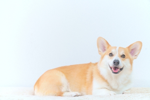 Translation missing: ja.board.image.alt.https: