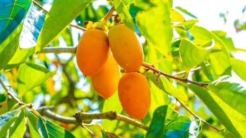 Translation missing: ja.board.image.alt.https: