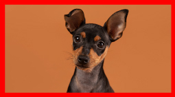 Translation missing: ja.board.image.alt.https: