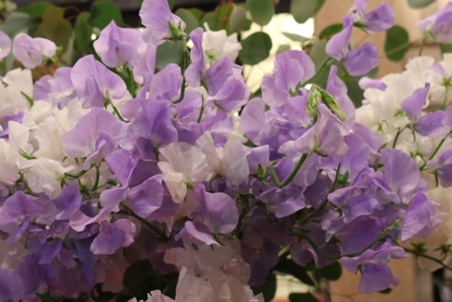 Translation missing: ja.board.image.alt.https: