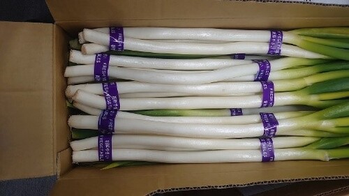 Translation missing: ja.board.image.alt.https: