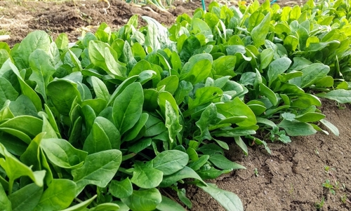 Translation missing: ja.board.image.alt.https: