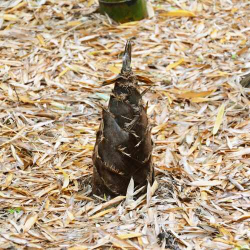 Translation missing: ja.board.image.alt.https: