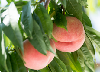 Translation missing: ja.board.image.alt.https: