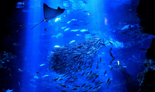 Translation missing: ja.board.image.alt.https: