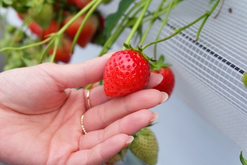 Translation missing: ja.board.image.alt.https: