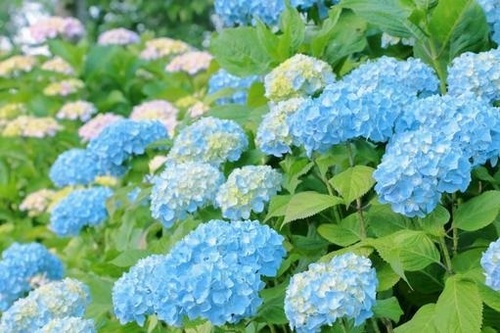 Translation missing: ja.board.image.alt.https: