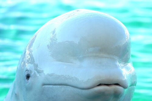 Translation missing: ja.board.image.alt.https: