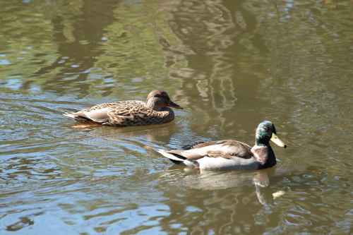 Translation missing: ja.board.image.alt.https: