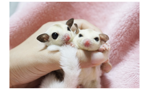 Translation missing: ja.board.image.alt.https: