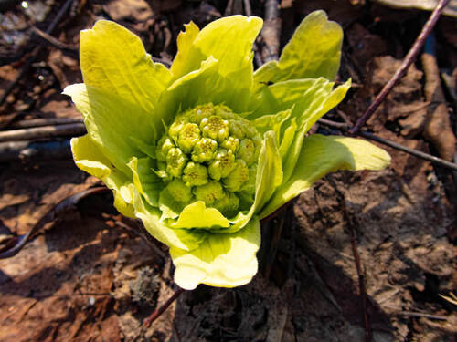 お弁当に関するアイデア募集