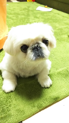 ミルポさん